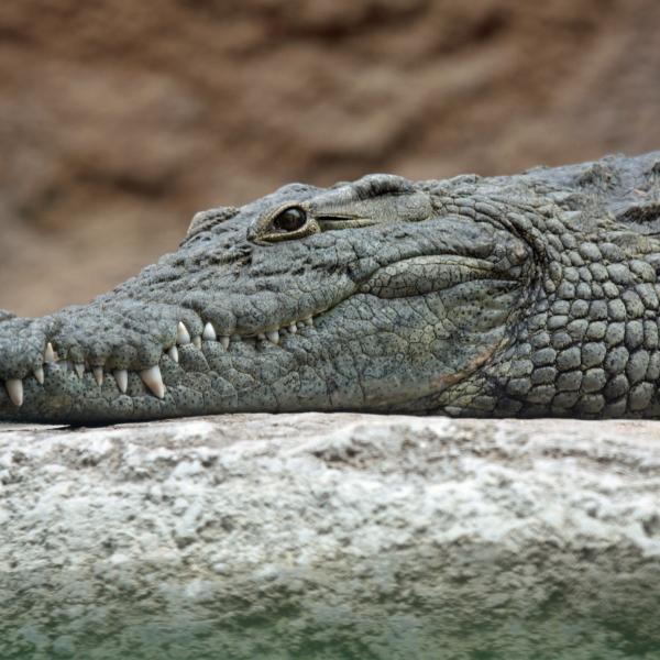 la Ferme aux Crocodiles