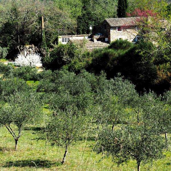 Huile d’olive maison d'hôtes